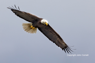 Bald-Eagle;Eagle;Haliaeetus-leucocephalus